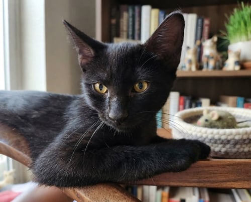 TAR - Domestic Short Hair available for adoption