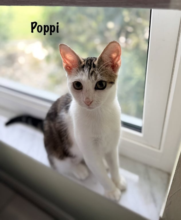 Poppi Image