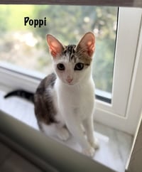 Poppi - Photo 1