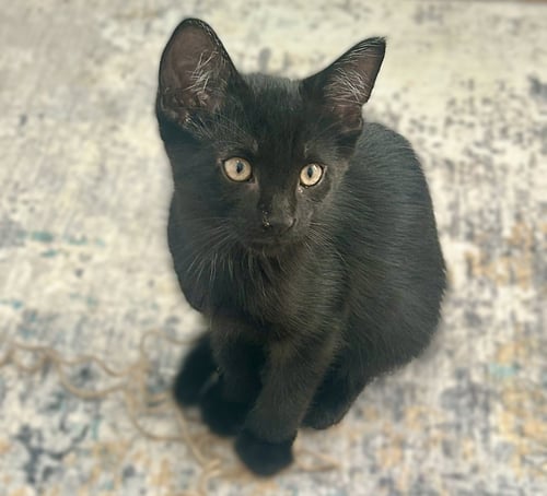 DODGER - Domestic Short Hair for adoption in Cape Coral