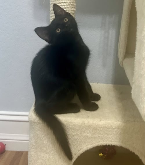 DODGER - Domestic Short Hair available for adoption