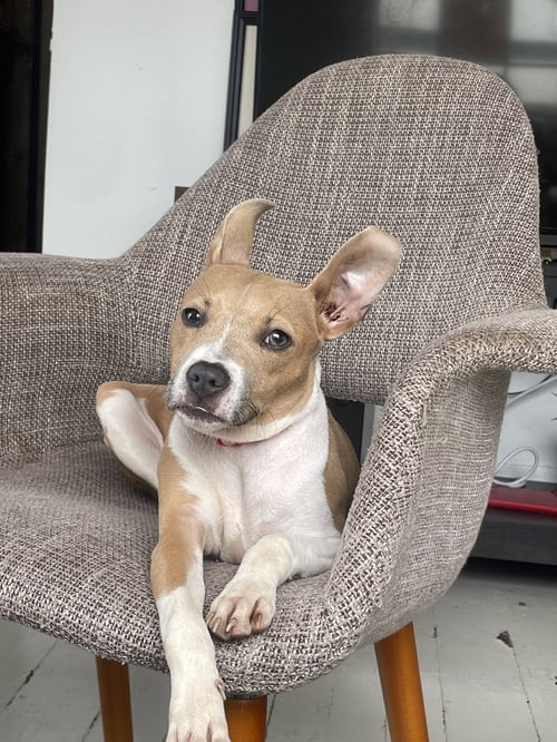MARY JANE - Jack Russell Terrier / Chihuahua available for adoption