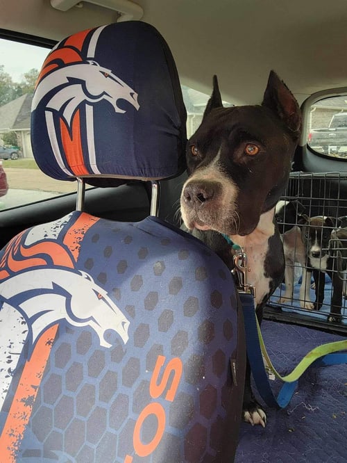 MARY (REDUCED ROVER) - Pit Bull Terrier available for adoption