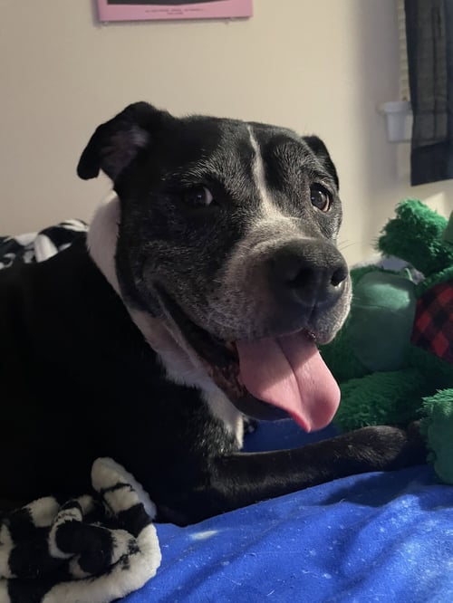 ZENA - American Staffordshire Terrier / Labrador Retriever available for adoption