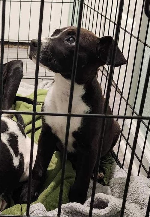 CANDY (REDUCED ROVER) - Pit Bull Terrier available for adoption