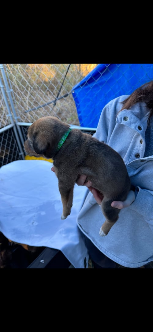 HARRY - Black Labrador Retriever / Plott Hound available for adoption