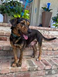 Sally Sue - Photo 2