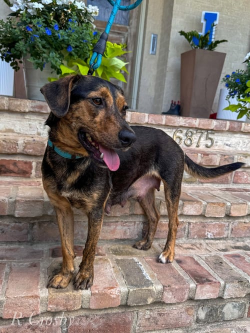 SALLY SUE - Shepherd / Terrier available for adoption