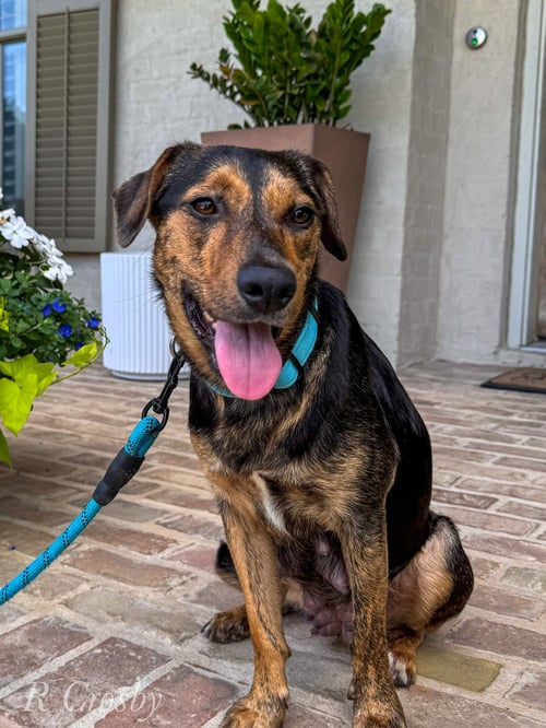 SALLY SUE - Shepherd / Terrier available for adoption