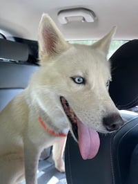 Prince (Reduced Rover) - Photo 1