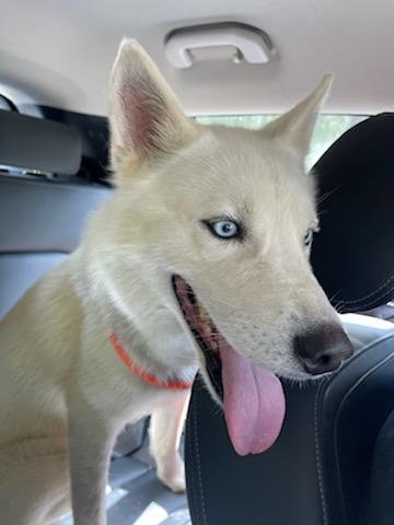 PRINCE (REDUCED ROVER) - Husky available for adoption