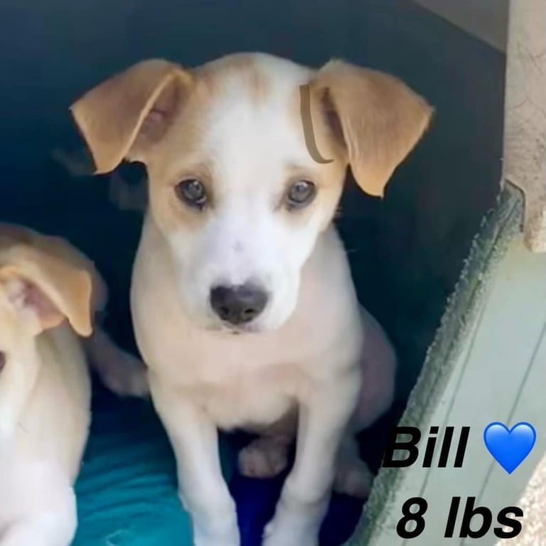 Bill Image