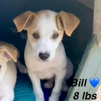 Bill - Photo 1