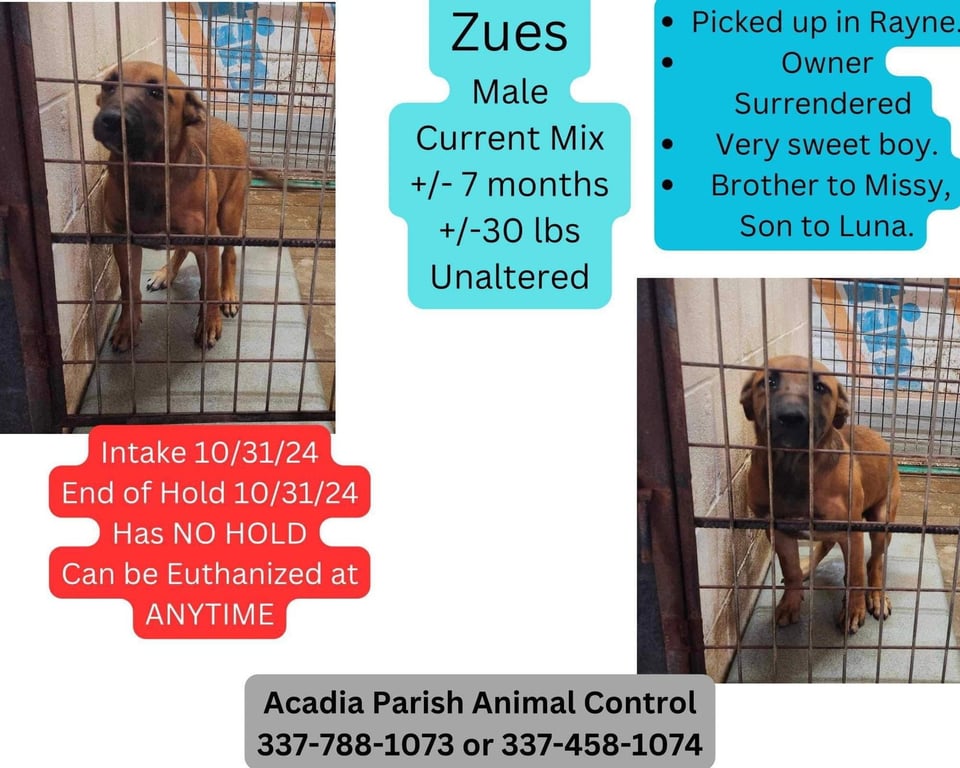 Zeus Image