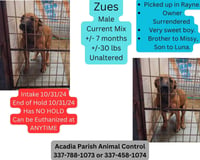 Zeus - Photo 1