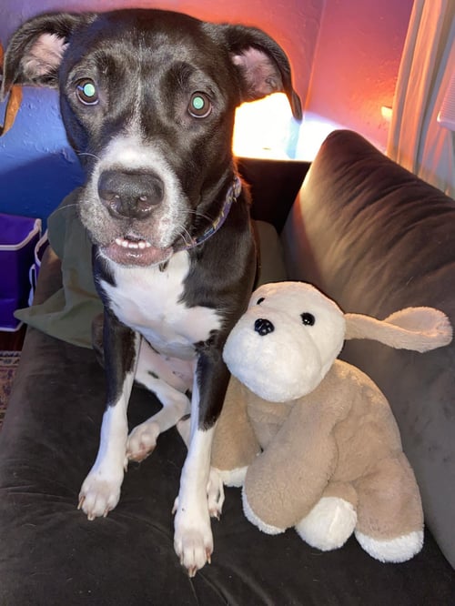 PRINCESS POPPY - Labrador Retriever available for adoption