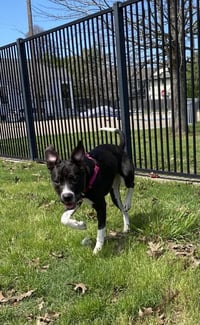 Princess Poppy - Photo 4