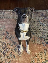 Princess Poppy - Photo 5