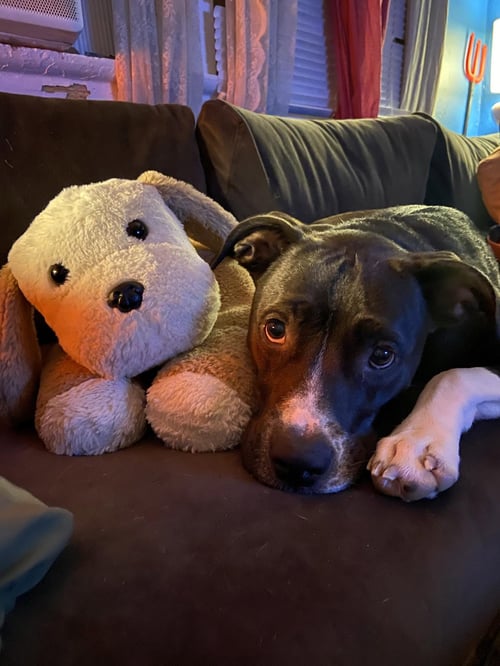 PRINCESS POPPY - Labrador Retriever available for adoption