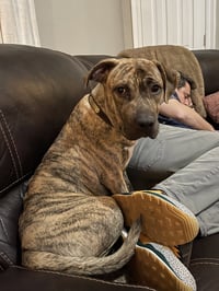 Harper (Reduced Rover) - Photo 1