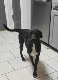 Holly (Reduced Rover) - Photo 1