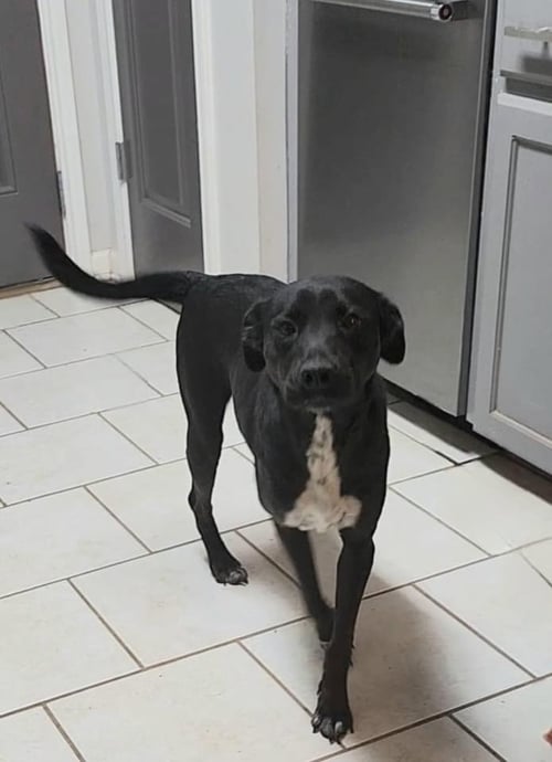 HOLLY (REDUCED ROVER) - Black Labrador Retriever / Australian Cattle Dog/Blue Heeler available for adoption