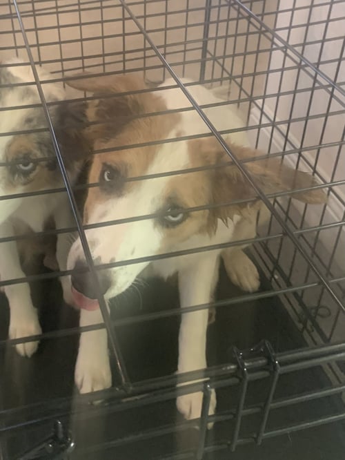 JUANITA - Border Collie available for adoption