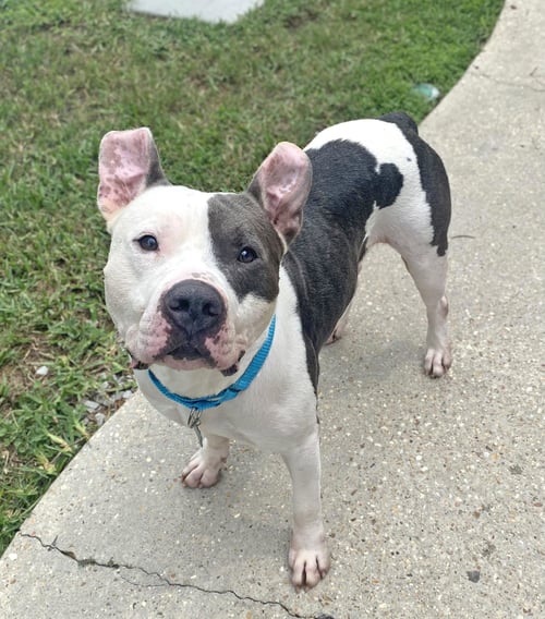 LINCOLN - American Staffordshire Terrier available for adoption