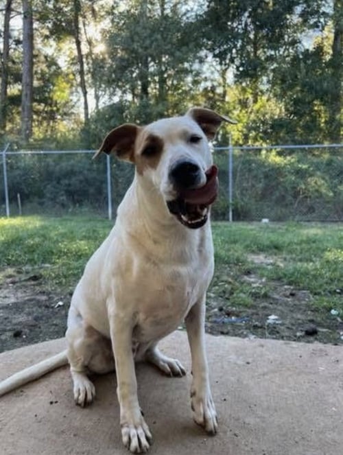 SIMON SEZ - Labrador Retriever available for adoption