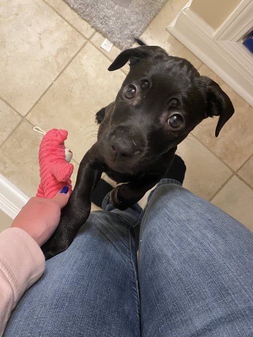 STORMY (REDUCED ROVER) - Labrador Retriever available for adoption