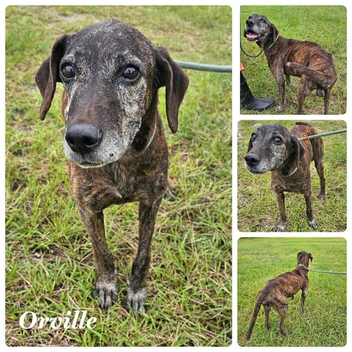 ORVILLE WOOFENBACHER (CANNOT BE FIXED PER VET) - Hound available for adoption