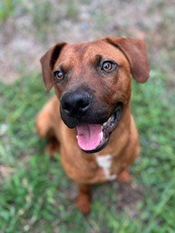 TRIPP VON LO-RYDER - Rhodesian Ridgeback / Hound available for adoption