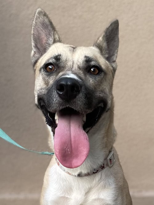 GEMMA (REDUCED ROVER) - Shepherd / Husky available for adoption