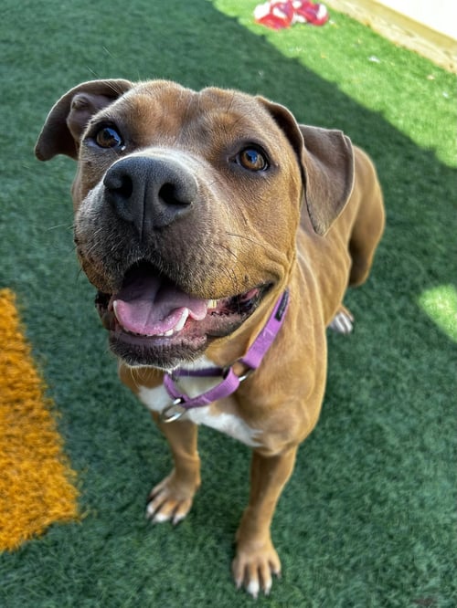 KALLY KANAL - American Bulldog / American Pit Bull Terrier available for adoption