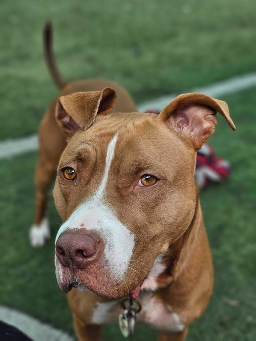 WINIFRED - American Pit Bull Terrier available for adoption