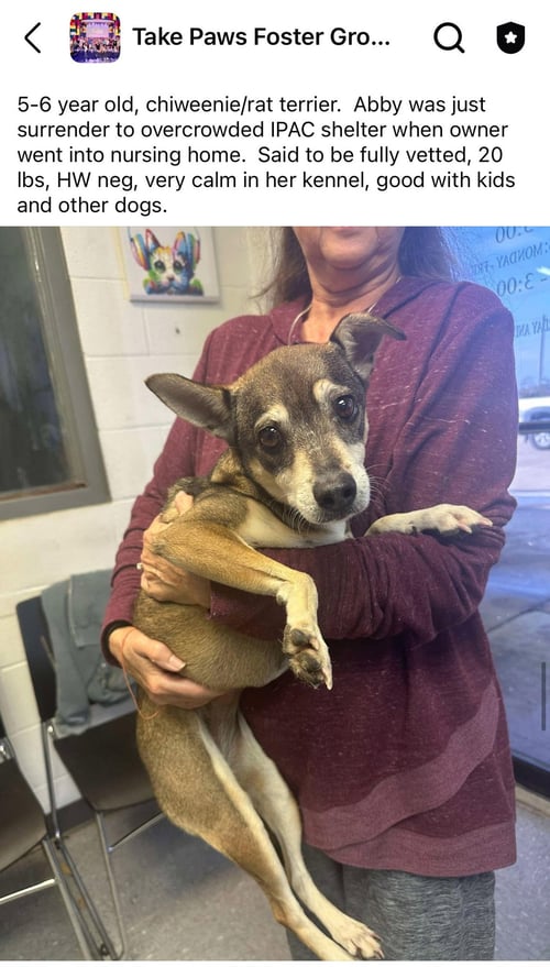 ABBY - Chihuahua / Rat Terrier available for adoption