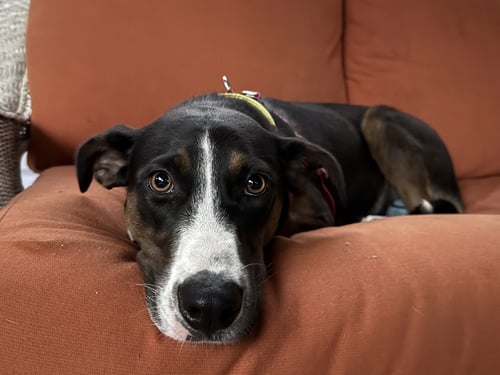 TULA - Hound available for adoption