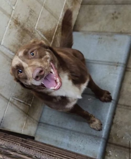 LOUIS - Labrador Retriever / Australian Shepherd available for adoption