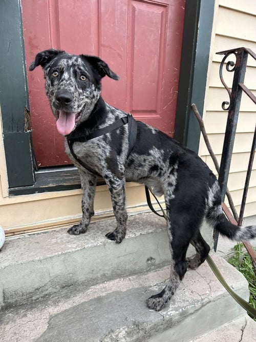 ECHO BLAZE - Australian Shepherd / German Shepherd Dog available for adoption
