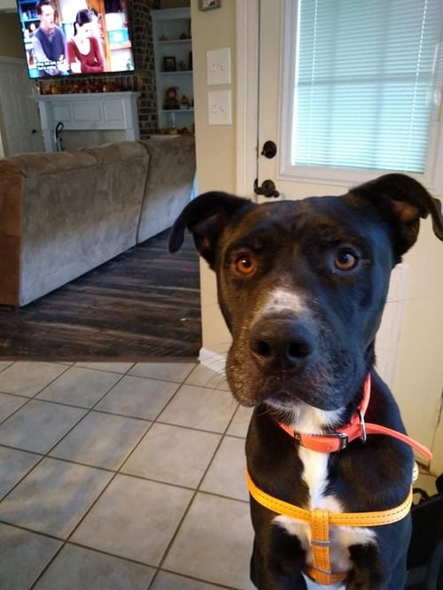 BUDDY (REDUCED ROVER) - Labrador Retriever / Border Collie available for adoption