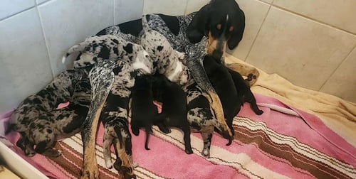 LEVI - Bluetick Coonhound available for adoption