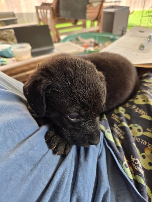 DOPEY - Plott Hound available for adoption