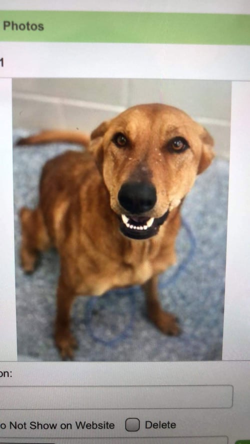 SHIVA (REDUCED ROVER) - Golden Retriever available for adoption