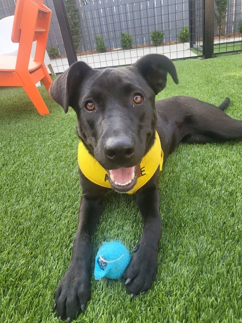 KATTA - Labrador Retriever available for adoption