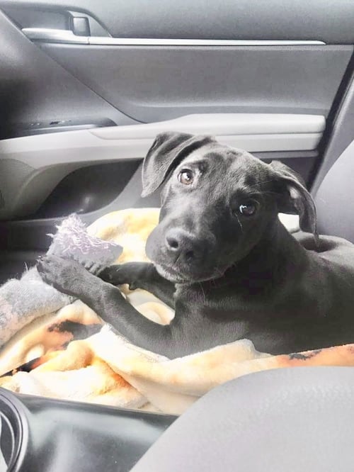 JETT (REDUCED ROVER) - Labrador Retriever available for adoption