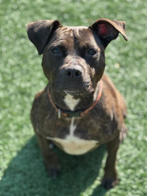 MARNIE - Mountain Cur / American Bulldog available for adoption