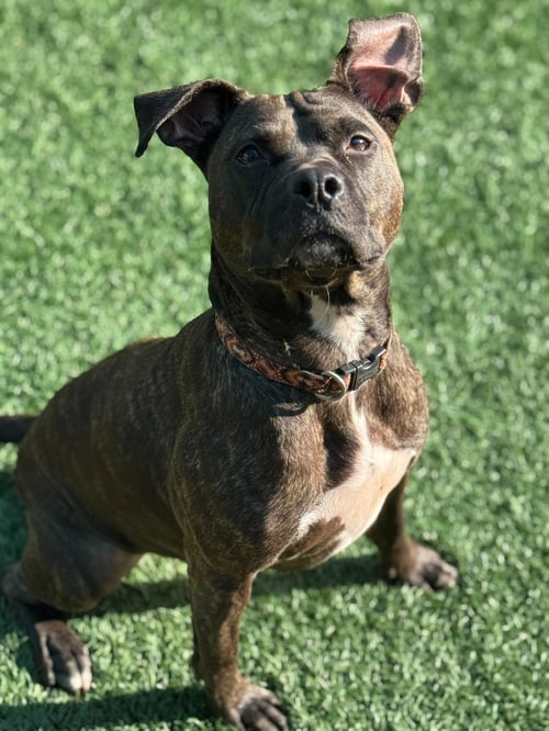 MARNIE - Mountain Cur / American Bulldog available for adoption