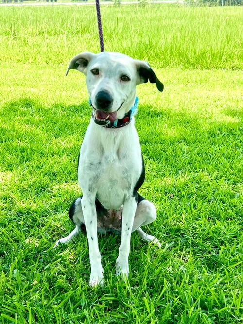 PUP TART PUNCH - Collie / Hound available for adoption