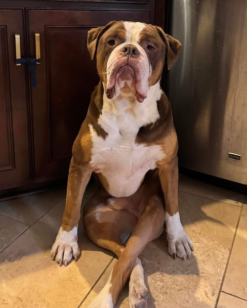 PRINCETON - English Bulldog available for adoption