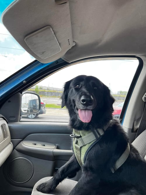 ASPEN - Labrador Retriever available for adoption